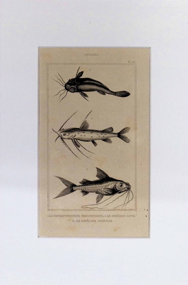 Peces – Le Macroptéronote Hexacienne, Le Pimélode Bâche y Le Pimélode Acheilan | Diccionario Pintoresco de Historia Natural (1842) – 30x20 cm