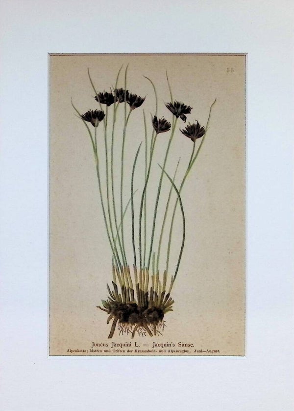 Juncus Jacquini L. — Jacquin's Simse — Atlas der Alpen-Flora, 1897. Botánica.