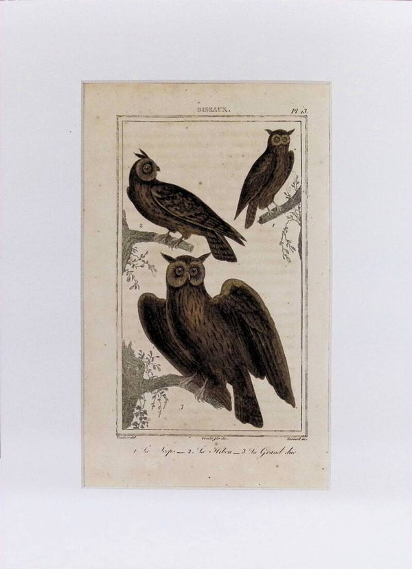 AVES. BÚHOS.