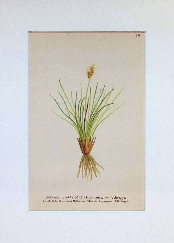 Kobresia bipartita (All.) Dalla Torre. — Jochsegge — Atlas der Alpen-Flora, 1897. Botánica.