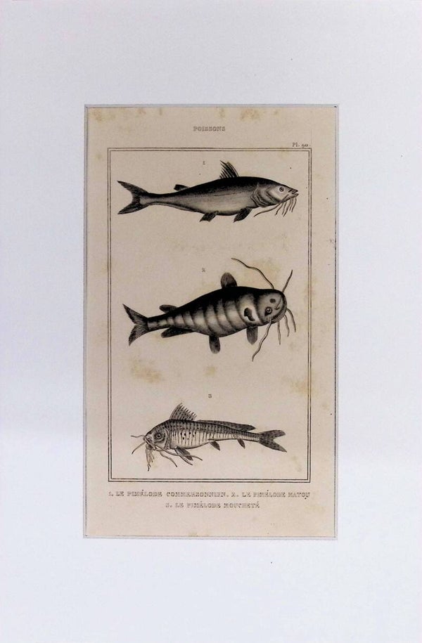 Peces – Le Pimélode Commersonien, Le Pimélode Matou y Le Pimélode Moucheté | Diccionario Pintoresco de Historia Natural (1842) – 30x20 cm