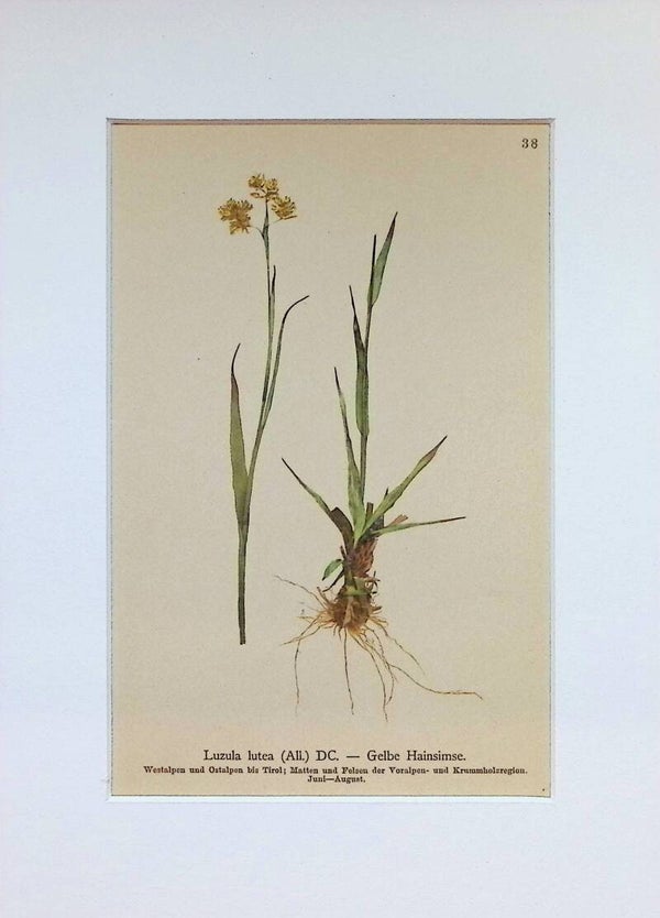 Luzula lutea (All.) DC. — Gelbe Plainsimse — Atlas der Alpen-Flora, 1897. Botánica.