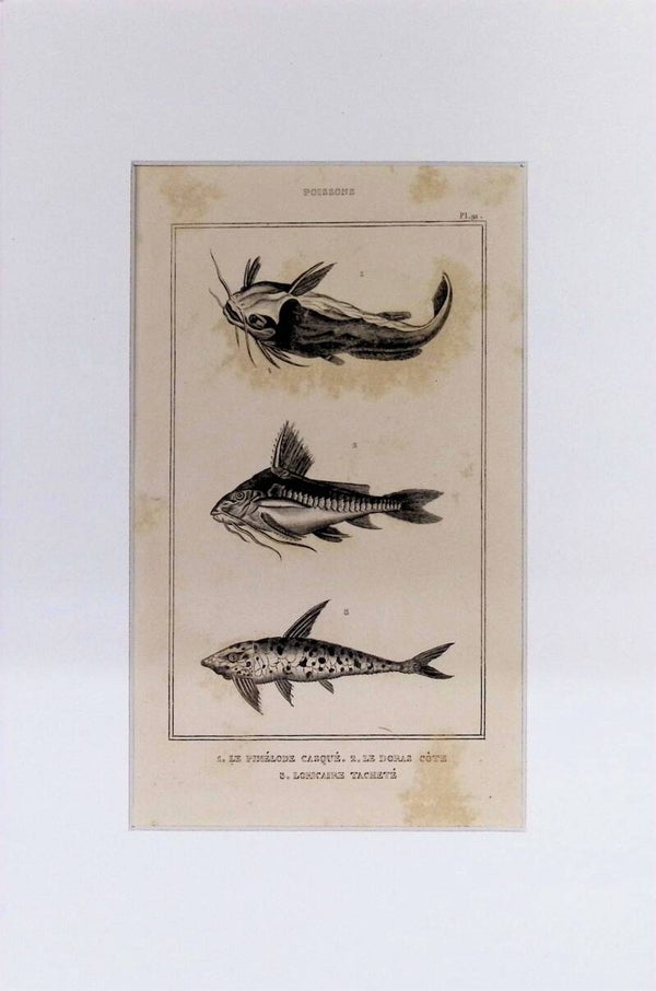 Peces – Le Pimélode Casqué, Le Doras Côté y Loricaine Tachetée | Diccionario Pintoresco de Historia Natural (1842) – 30x20 cm
