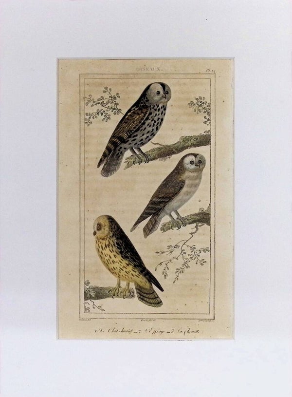 AVES. BÚHOS.