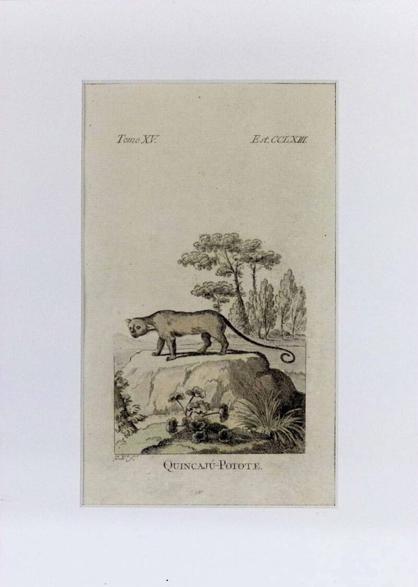 Quincajú-Potote – Grabado por J. Ximeno, Historia Natural de Buffon, Ibarra 1775 | 25 x 18 cm