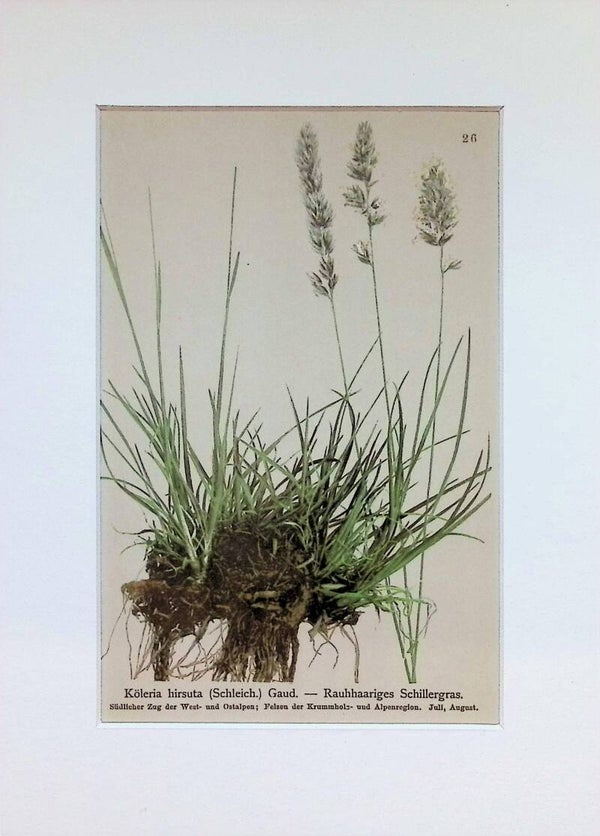 Koeleria hirsuta (Schleich.) Gaud. — Rauhhaariges Schillergras — Atlas der Alpen-Flora, 1897. Botánica.