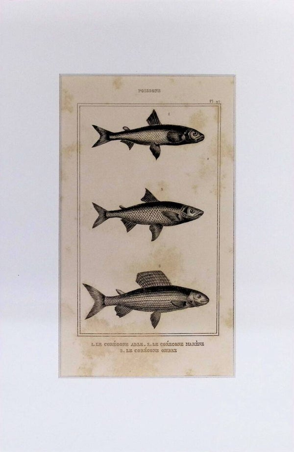 Peces – Le Corégone Able, Le Corégone Marène y Le Corégone Ombre | Diccionario Pintoresco de Historia Natural (1842) – 30x20 cm