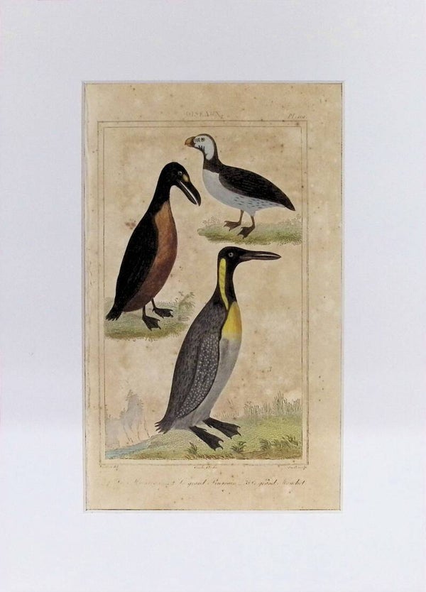AVES. PINGÜINOS.