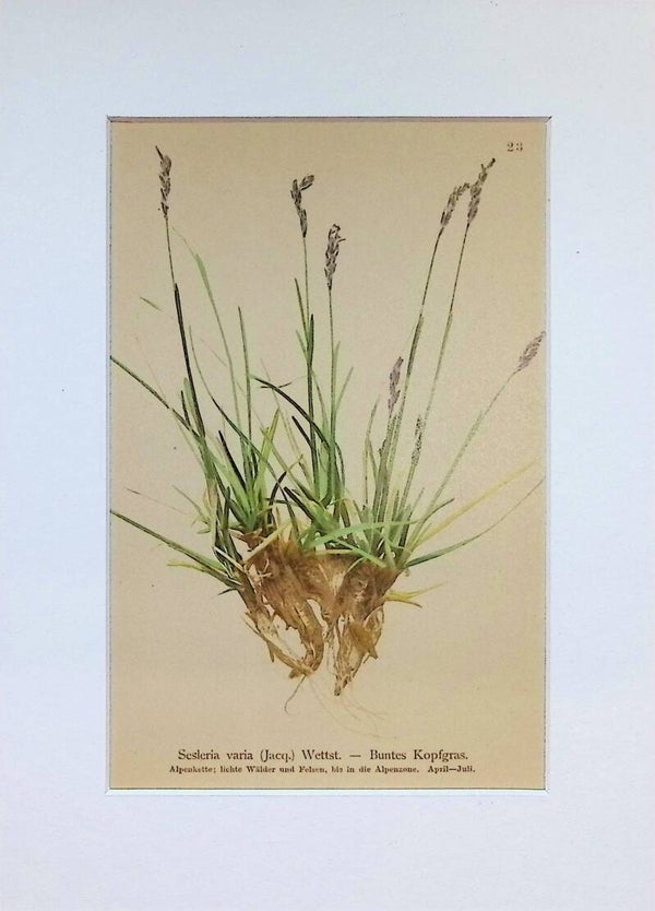 Sesleria varia (Jacq.) Wettst. — Buntes Kopfgras — Atlas der Alpen-Flora, 1897. Botánica.