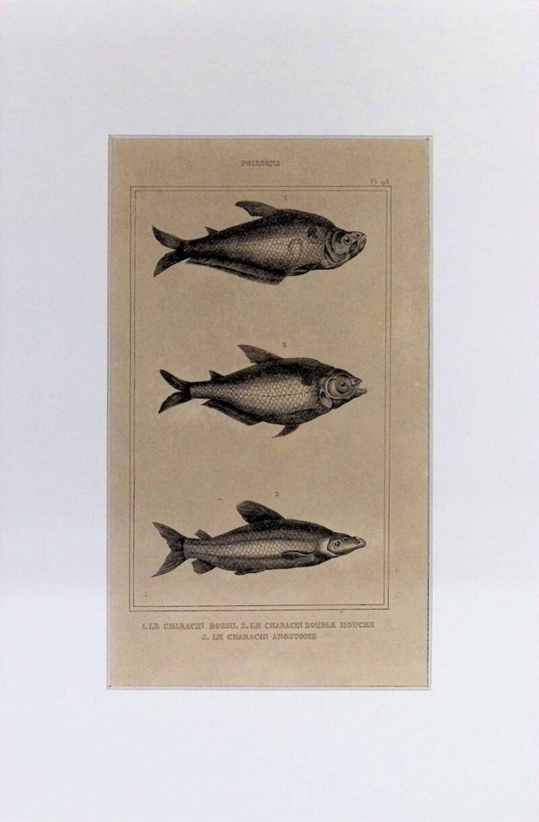 Peces – Le Characin Bossu, Le Characin Double Bouche y Le Characin Anostome | Diccionario Pintoresco de Historia Natural (1842) – 30x20 cm