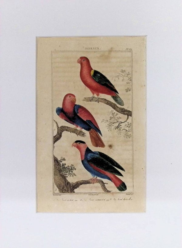 AVES. LOROS TRICOLOR.