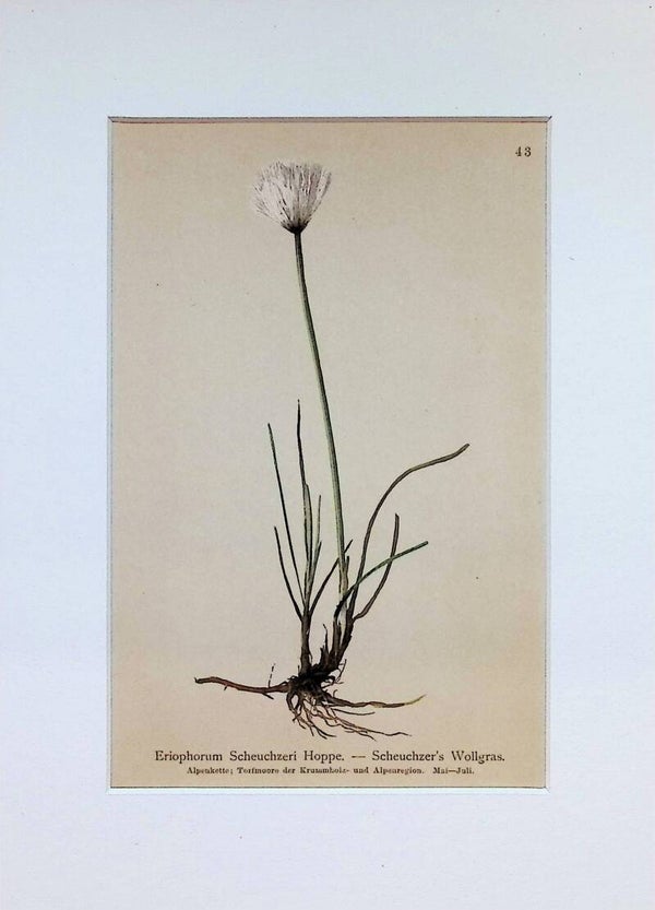 Eriophorum Scheuchzeri Hoppe. — Scheuchzer's Wollgras — Atlas der Alpen-Flora, 1897. Botánica.