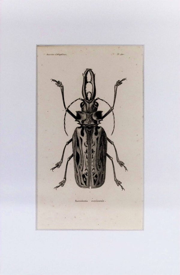 Insectos. Escarabajos: Macrodontia cervicornis – Grabado de 1842 | 30 x 20 cm