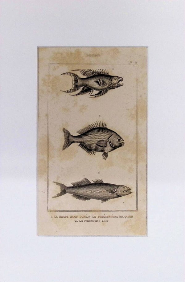 Peces – La Harpe Bleu Doré, Le Piméleptere Bouquin y Le Pomatomé Saule | Diccionario Pintoresco de Historia Natural (1842) – 30x20 cm