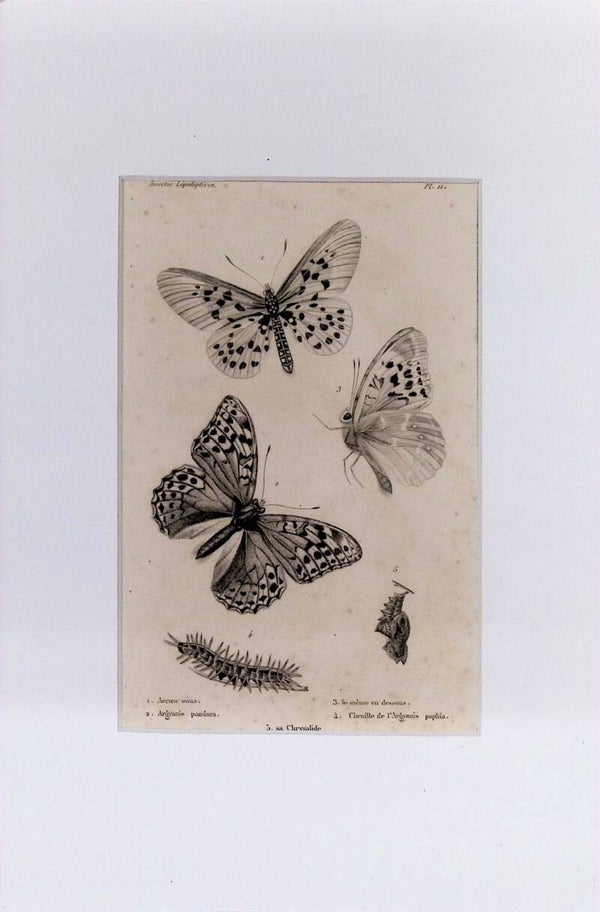 INSECTOS. MARIPOSAS.