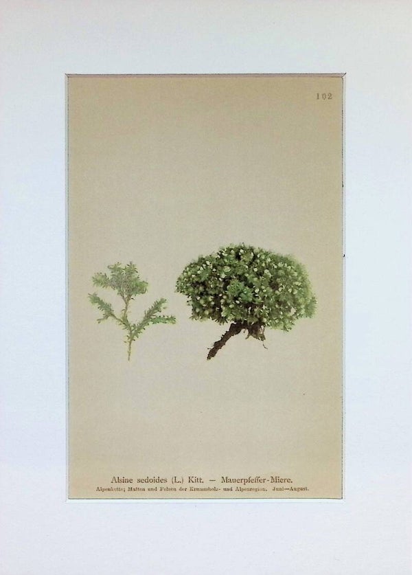 Alsine sedoides (L.) Kitt. — Mauerpfeffer-Miere. — Atlas der Alpen-Flora, 1897. Botánica.