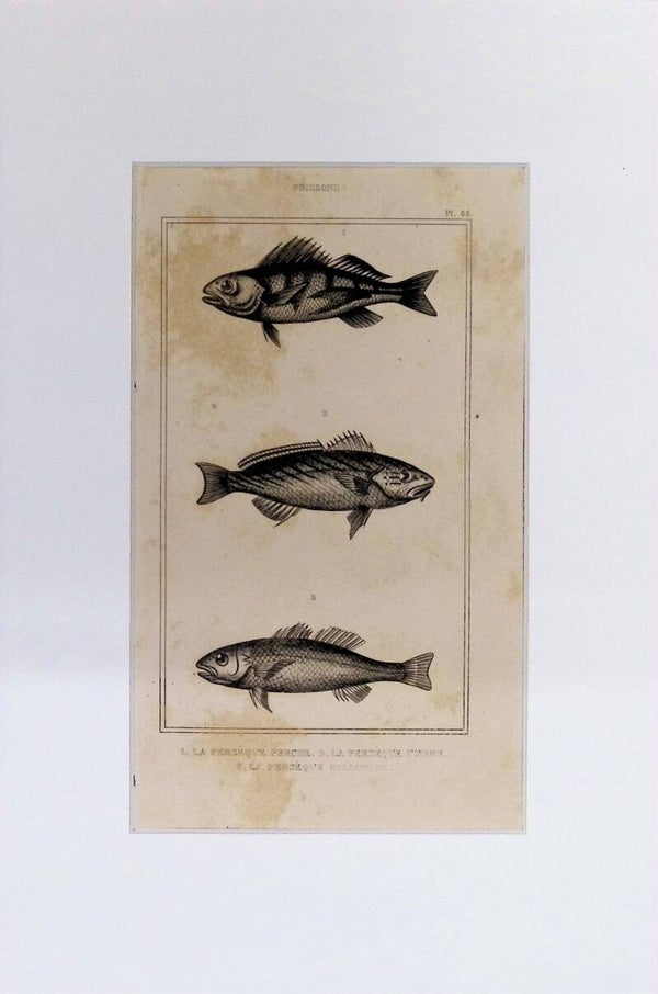 Peces – La Percheque Perche, La Percheque Umbre y La Percheque Blacante | Diccionario Pintoresco de Historia Natural (1842) – 30x20 cm