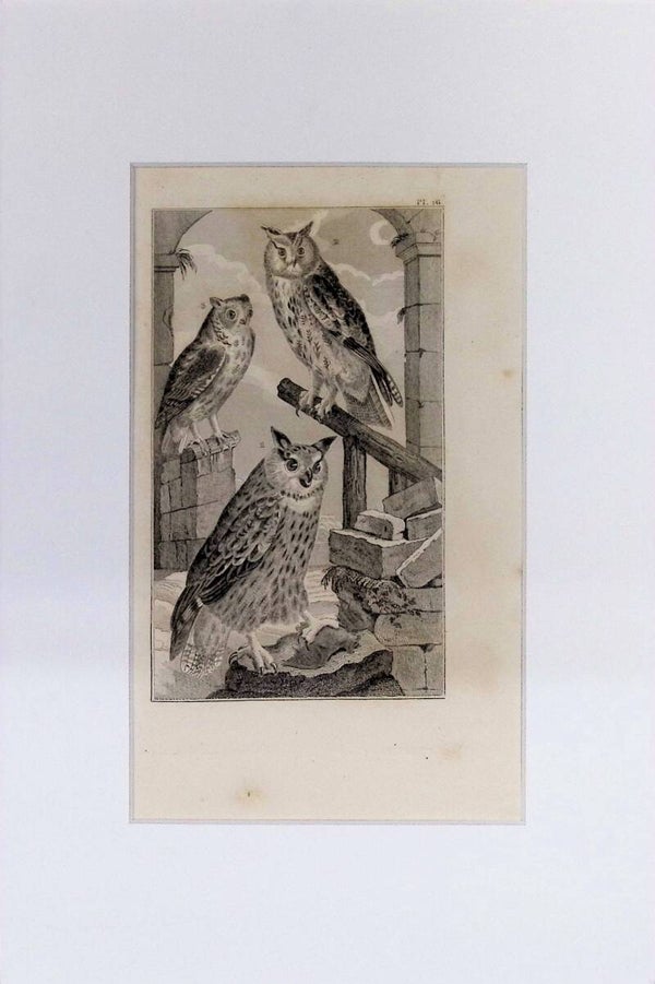 Aves: Búhos (Le Grand Duc, Le Moyen Duc y Le Petit Duc) – Grabado de 1842 | 30 x 20 cm
