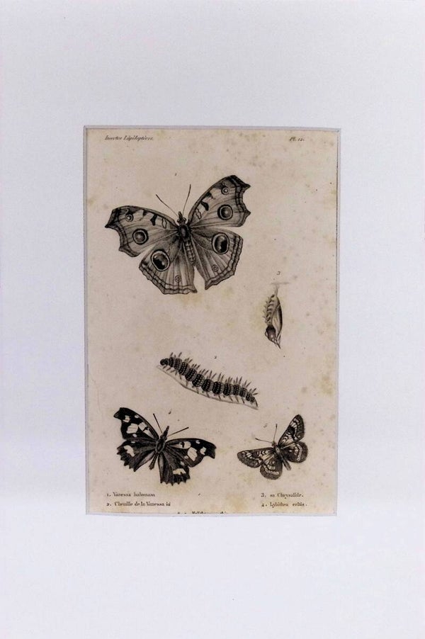 INSECTOS. MARIPOSAS.