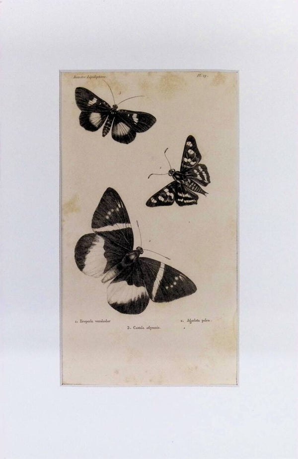 Insectos. Mariposas: Hesperia versicolor, Agariasta palea y Castnia atlymnia – Grabado de 1842 | 30 x 20 cm