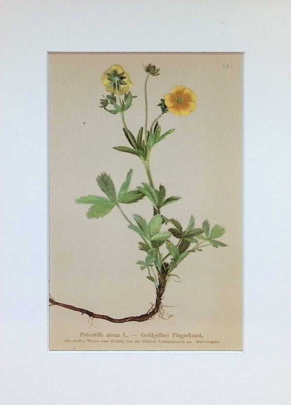 Potentilla aurea L. — Goldgelbes Fingerkraut. — Atlas der Alpen-Flora, 1897. Botánica.