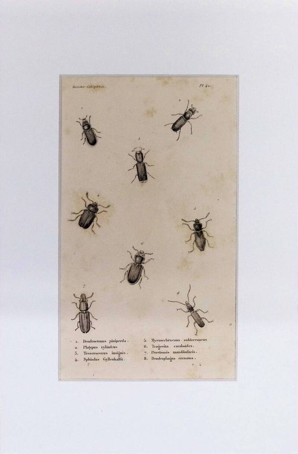 Insectos Coleópteros – Dendroctonus, Platypus, Tesserocerus y otros escarabajos xilófagos | Diccionario Pintoresco de Historia Natural (1842) – 30x20 cm