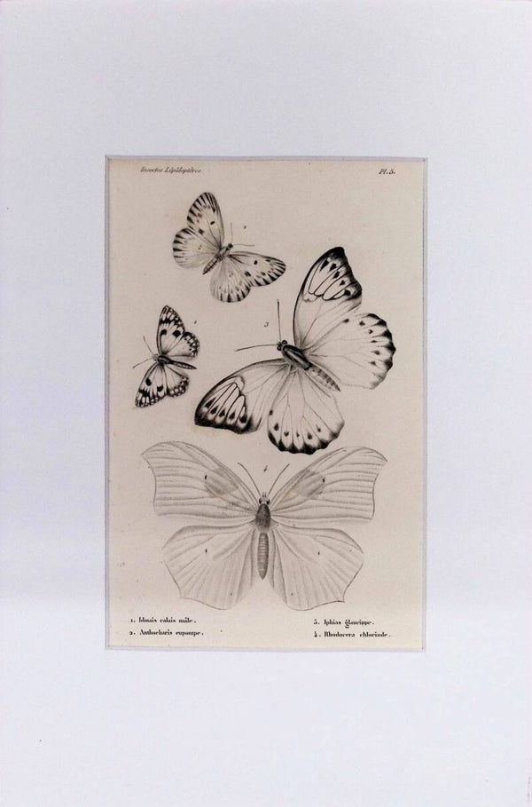 INSECTOS. MARIPOSAS.