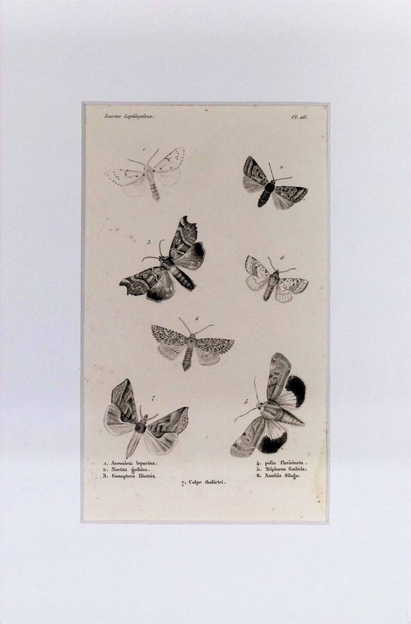 Insectos. Mariposas. Polillas: Acronicta leporina, Noctua gothica y otras especies – Grabado de 1842 | 30 x 20 cm