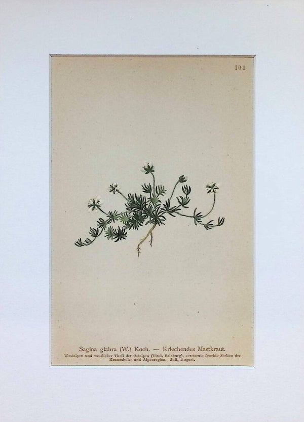 Sagina glabra (W.) Koch. — Kriechendes Mastkraut. — Atlas der Alpen-Flora, 1897. Botánica.