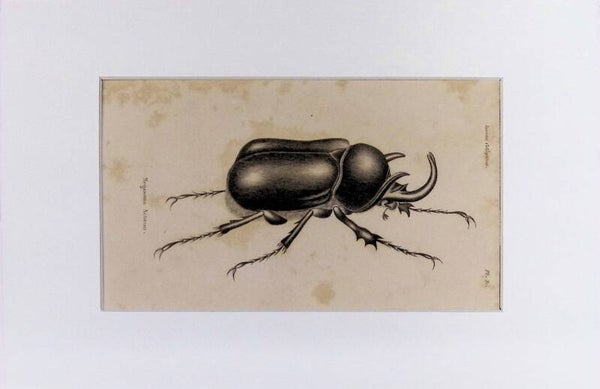 Insectos Coleópteros – Megosoma Actaeon (Escarabajo rinoceronte gigante) | Diccionario Pintoresco de Historia Natural (1842) – 30x20 cm