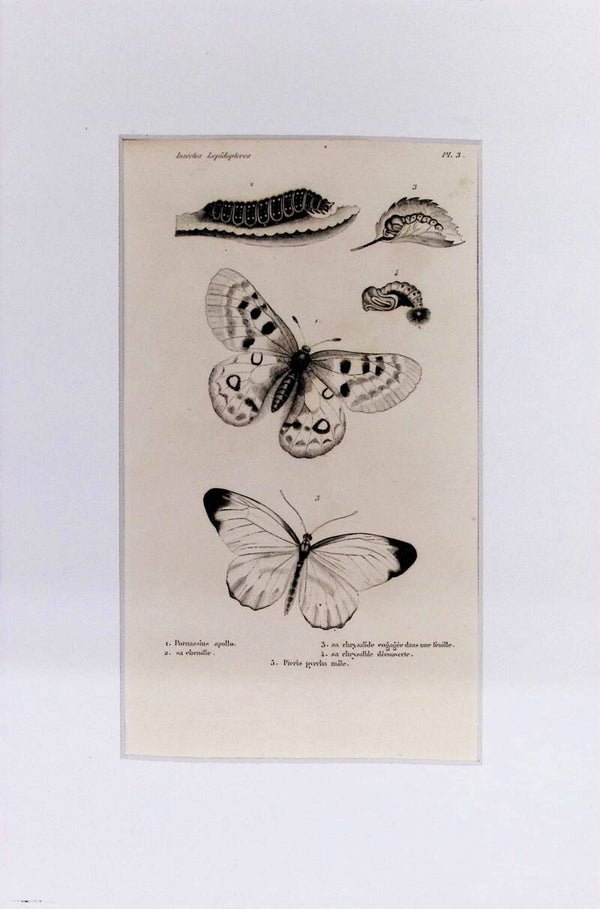 INSECTOS. MARIPOSAS.