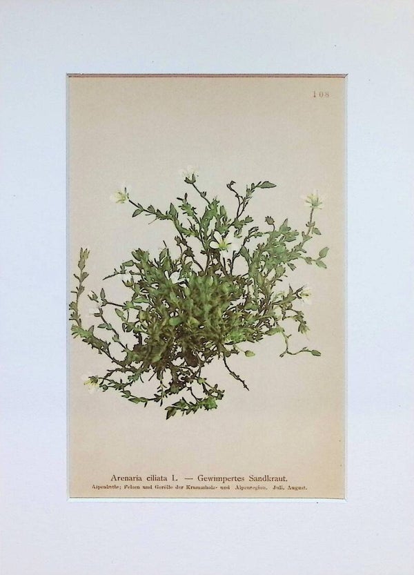Arenaria ciliata L. — Gewimpertes Sandkraut. — Atlas der Alpen-Flora, 1897. Botánica.