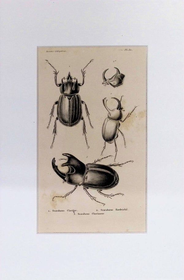 Insectos Coleópteros – Scarabaeus Claviger, Scarabaeus Hardwickii y Scarabaeus Chorinaeus | Diccionario Pintoresco de Historia Natural (1842) – 30x20 cm