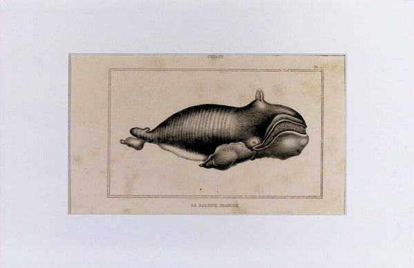 Cetáceos: La Baleine Franche – Grabado de 1842 | 30 x 20 cm BALLENAS