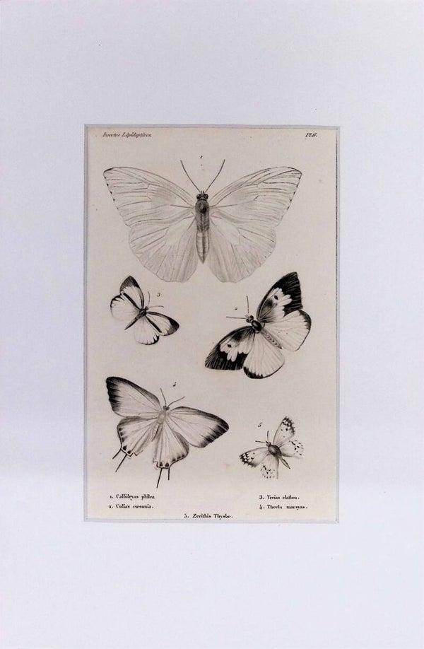 INSECTOS. MARIPOSAS.