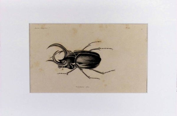 Insectos Coleópteros – Scarabaeus atlas (Escarabajo Atlas) | Diccionario Pintoresco de Historia Natural (1842) – 30x20 cm