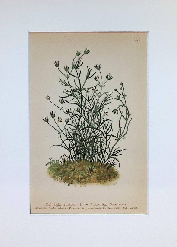 Moehringia muscosa L. — Moosartige Nabelmiere. — Atlas der Alpen-Flora, 1897. Botánica.
