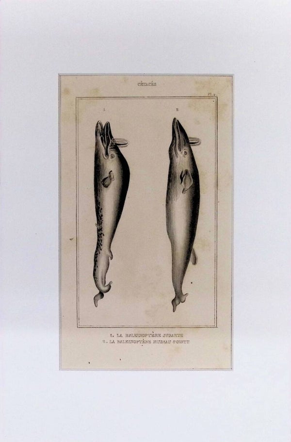 Cetáceos: La Baleinoptère Jubarte y La Baleinoptère Museau Pointu – Grabado de 1842 | 30 x 20 cm BALLENAS