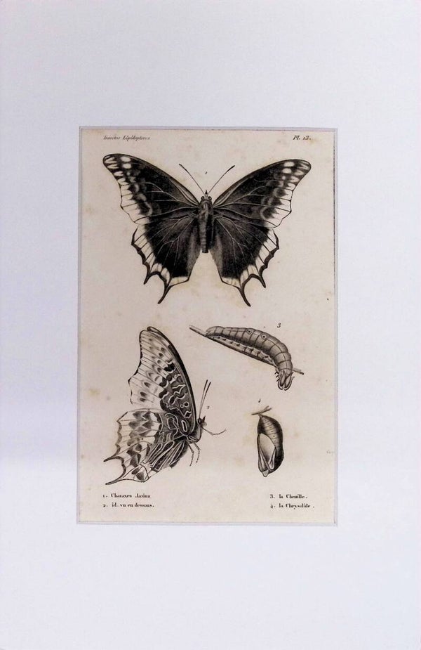 INSECTOS. MARIPOSAS.
