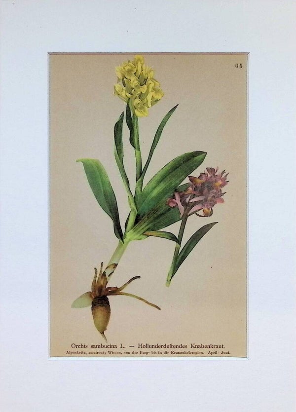 Orchis sambucina L. — Hollunderduftendes Knabenkraut. — Atlas der Alpen-Flora, 1897. Botánica.