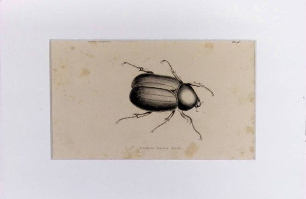 Insectos Coleópteros – Scarabaeus hercules femelle (Escarabajo Hércules hembra) | Diccionario Pintoresco de Historia Natural (1842) – 30x20 cm