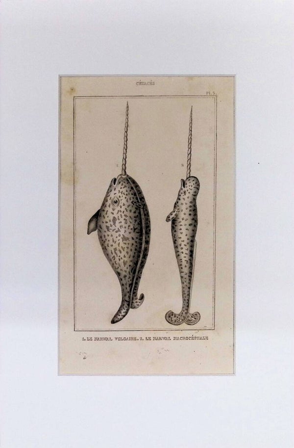 Cetáceos: Le Narval Vulgaire y Le Narval Macrocephale – Grabado de 1842 | 30 x 20 cm. DELFINES