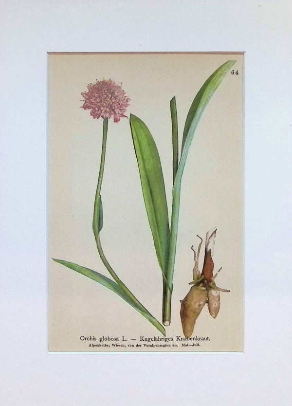 Orchis globosa L. — Kugelähriges Knabenkraut. — Atlas der Alpen-Flora, 1897. Botánica.