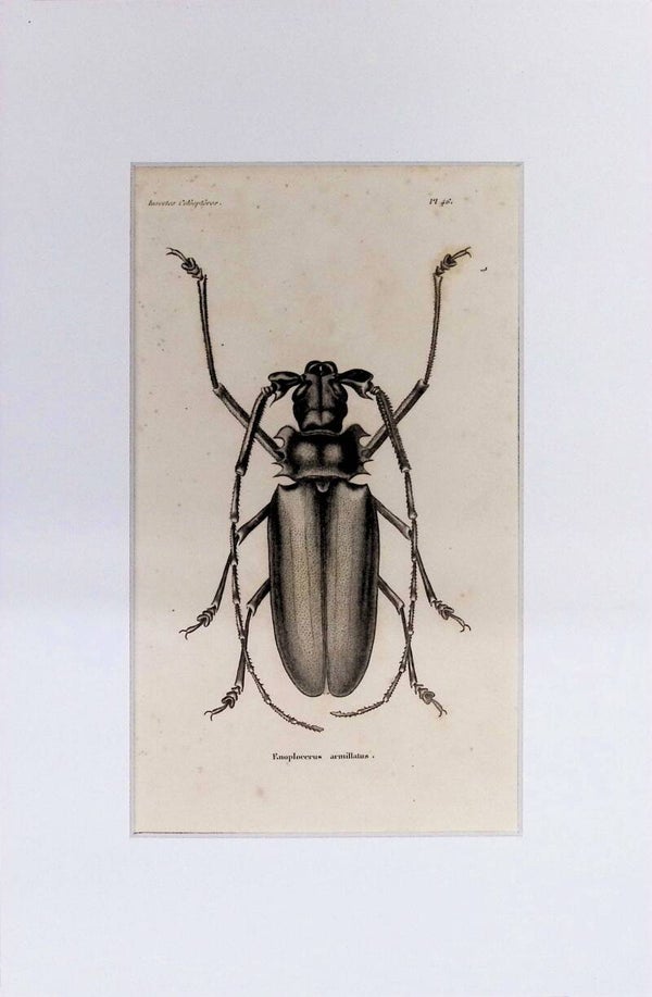 Insectos Coleópteros – Enoplocerus armillatus | Diccionario Pintoresco de Historia Natural (1842) – 30x20 cm