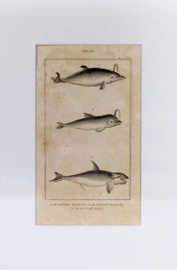Cetáceos: Le Dauphin Vulgaire, Le Dauphin Marsouin y Le Dauphin Orque – Grabado de 1842 | 30 x 20 cm DELFINES.