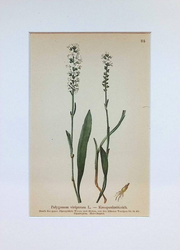 Polygonum viviparum L. — Knospenknöterich. — Atlas der Alpen-Flora, 1897. Botánica.