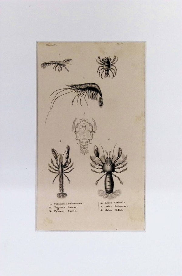 Crustáceos – Callianassa subterranea, Megalopus, Palinurus, Eryon y otros | Diccionario Pintoresco de Historia Natural (1842) – 30x20 cm