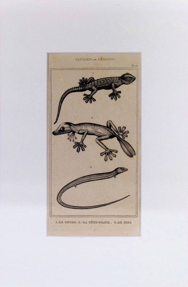 Lagartos: Le Gecko, La Tête-Plate y Le Seps – Grabado de 1842 | 30 x 20 cm