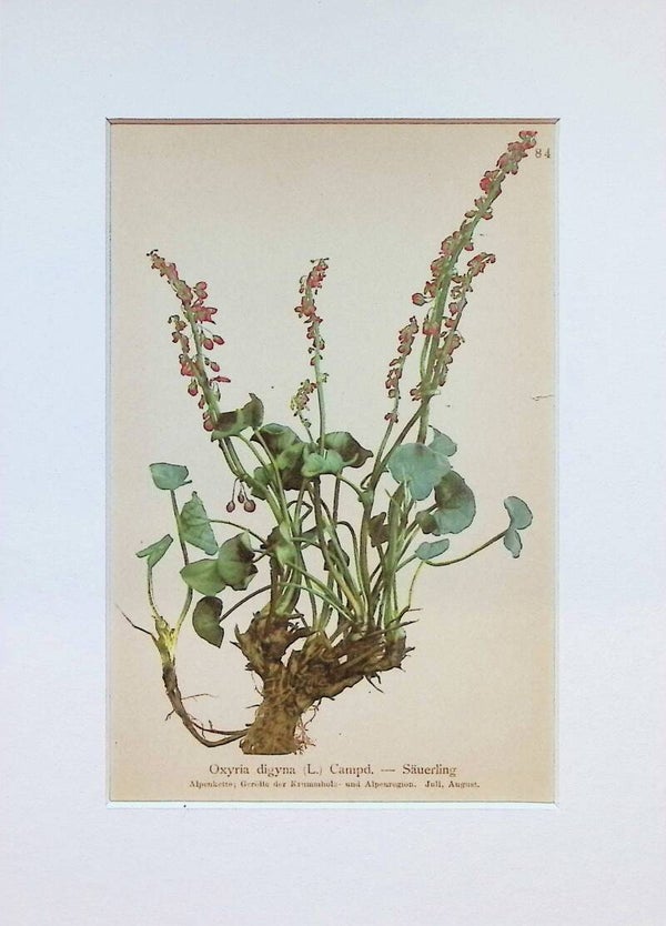 Oxyria digyna (L.) Campd. — Säuerling. — Atlas der Alpen-Flora, 1897. Botánica.