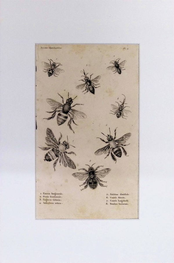 Insectos Himenópteros – Eucera longicornis, Osmia, Anthophora, Bombus y otras abejas | Diccionario Pintoresco de Historia Natural (1842) – 30x20 cm